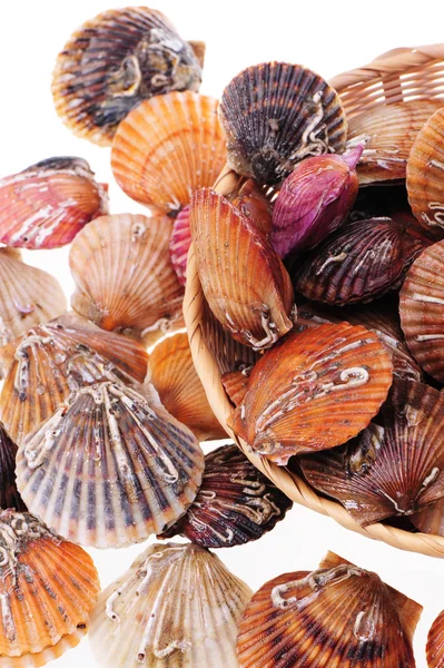 Scallop — Stock Photo, Image