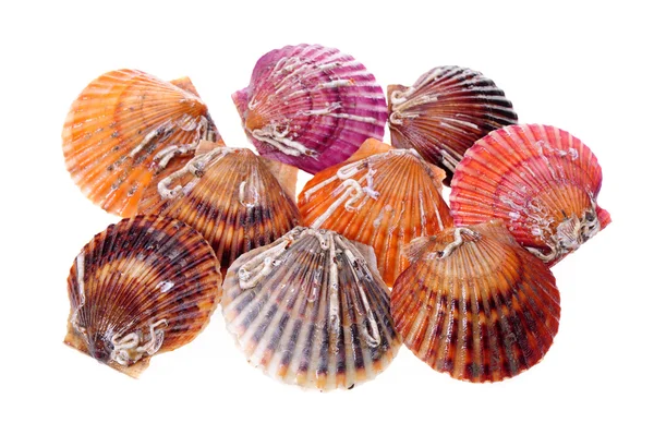 Scallop — Stock Photo, Image