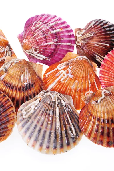 Scallop — Stock Photo, Image