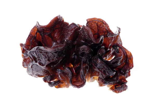 Black fungus — Stock Photo, Image