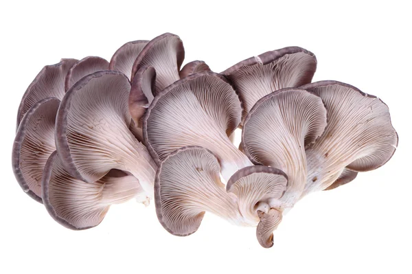 Funghi di ostrica — Foto Stock