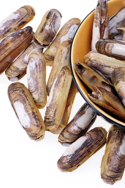 Razor clams — Stock Photo, Image