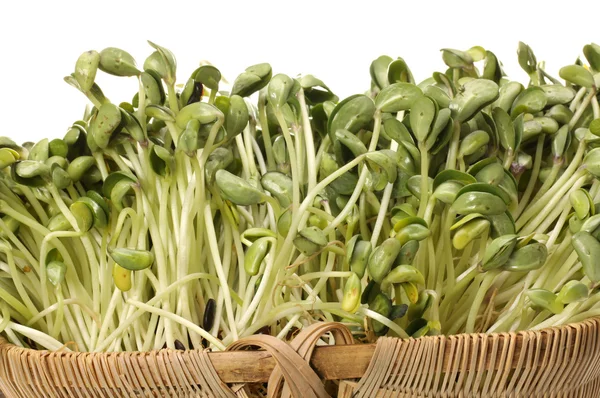 Green soybean sprouts on white background — Stock Photo, Image