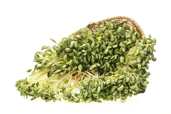 Πράσινο σόγιας λαχανάκια σε άσπρο φόντο — Φωτογραφία Αρχείου