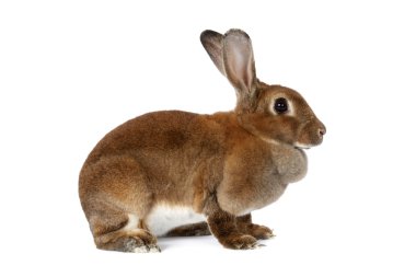 bruin bunnykahverengi tavşan