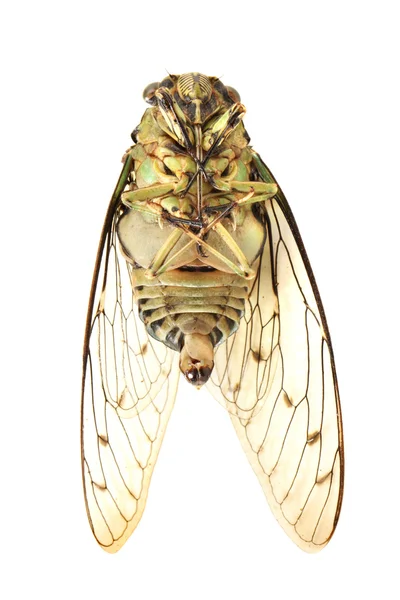Cicada insecta — Fotografie, imagine de stoc