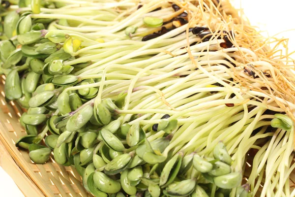 Green soybean sprouts on white background — Stock Photo, Image