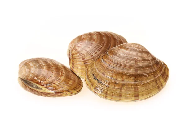 Bruine shell — Stockfoto
