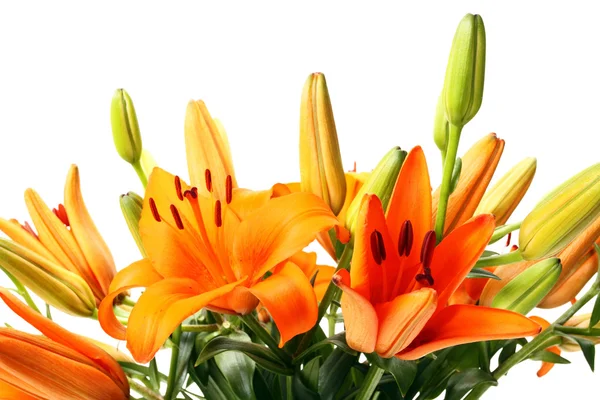 Lily flower — Stockfoto