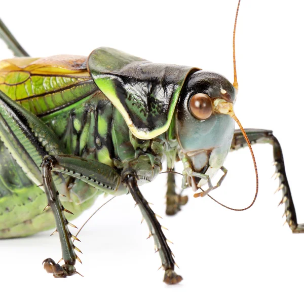 Macro image of a grasshopper — Stock Photo, Image