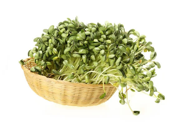 Brotes de soja verde sobre fondo blanco — Foto de Stock