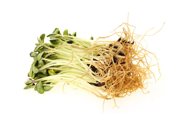 Green soybean sprouts on white background — Stock Photo, Image