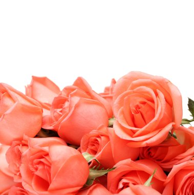 güzel kırmızı gül