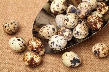 Beyaz arka planda bıldırcın yumurtaları