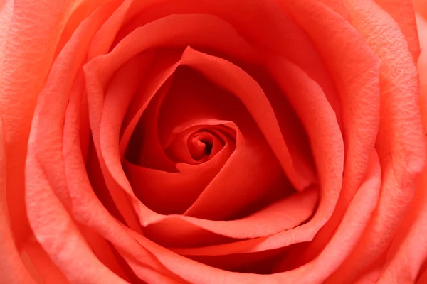 Beautiful red roses — Stock Photo, Image