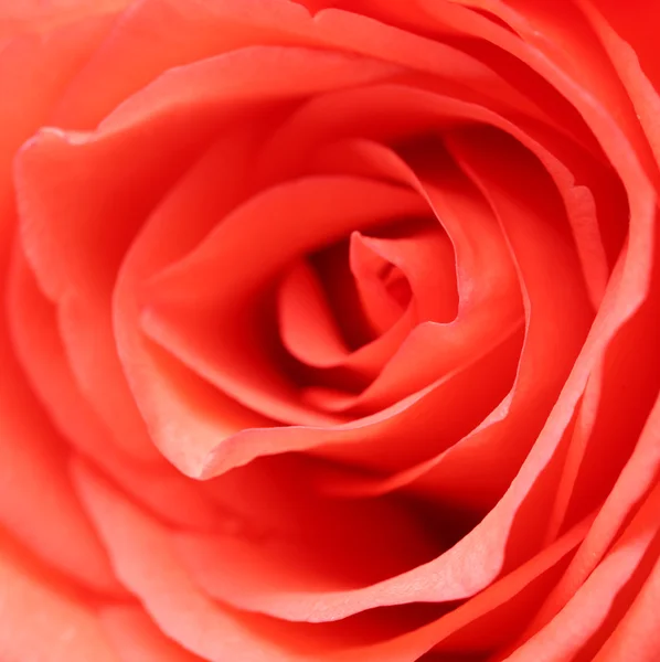 Beautiful red roses — Stock Photo, Image