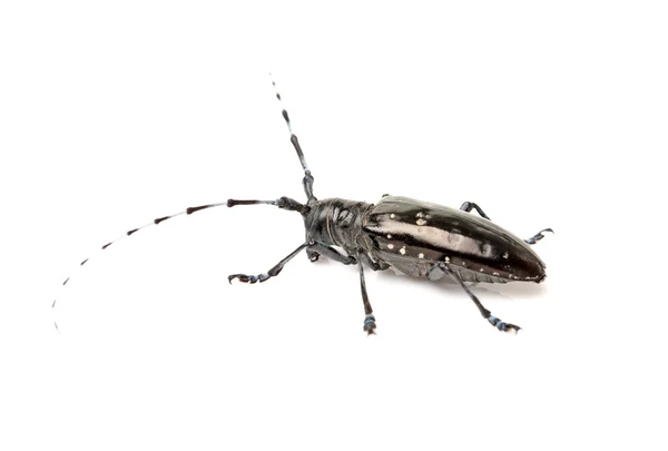 Beetle — Stock Photo, Image