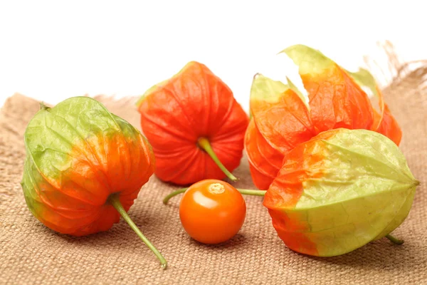 Physalis fruta aislada sobre fondo blanco — Foto de Stock