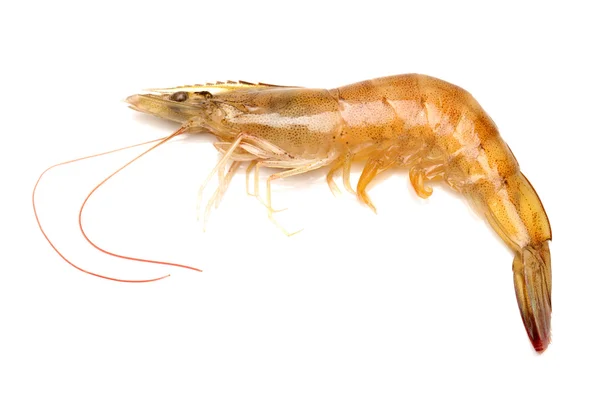 Shrimps — Stock Photo, Image