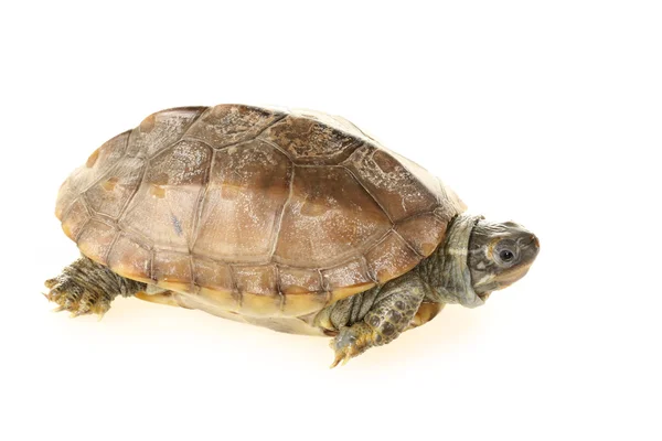 Schildkröte — Stockfoto