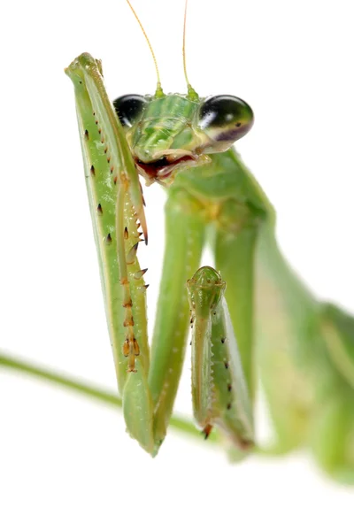 Mantis. — Fotografia de Stock