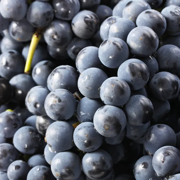 Dark grapes background — Stock Photo, Image