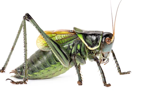 Macro image of a grasshopper — Stock Photo, Image