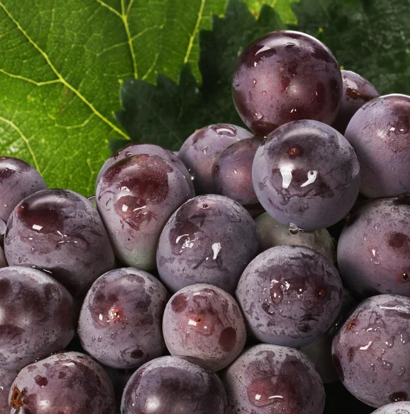 Uvas — Fotografia de Stock