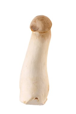 istiridye mantar kralı