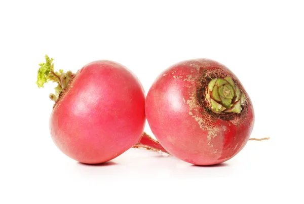 Party loyalty radish — Stock Photo, Image