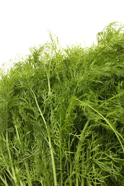 Fennel bunch — Stock Photo, Image