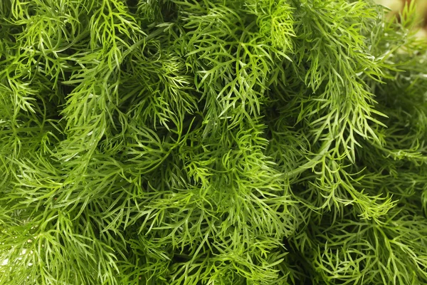 Sekelompok fennel — Stok Foto