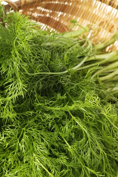 Fennel bunch — Stock Photo, Image
