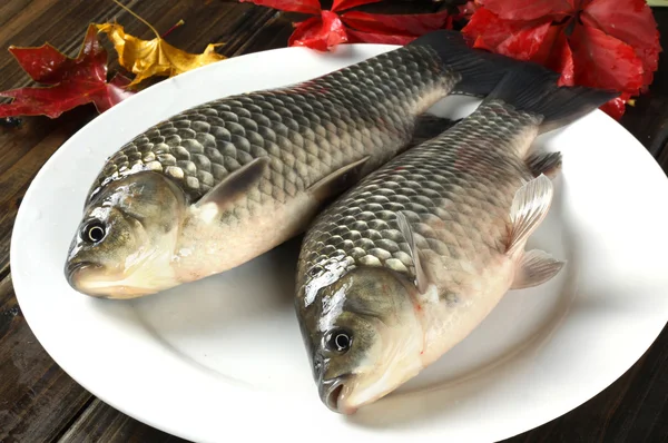 Carpa fresca de pescado —  Fotos de Stock