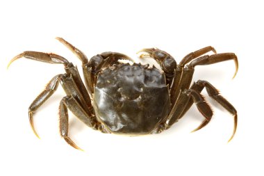 beyaz arkaplanda yengeç