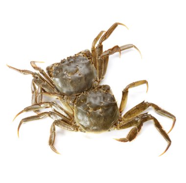 beyaz arkaplanda yengeç