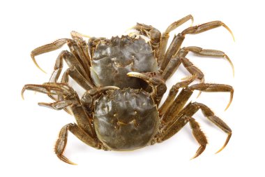 beyaz arkaplanda yengeç