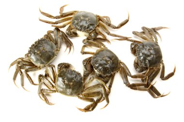 beyaz arkaplanda yengeç