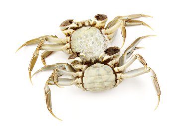 beyaz arkaplanda yengeç