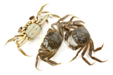 beyaz arkaplanda yengeç