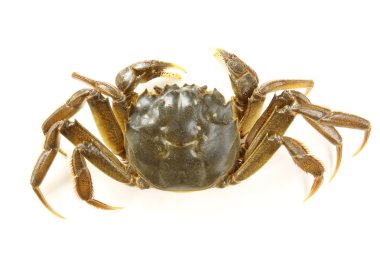 beyaz arkaplanda yengeç