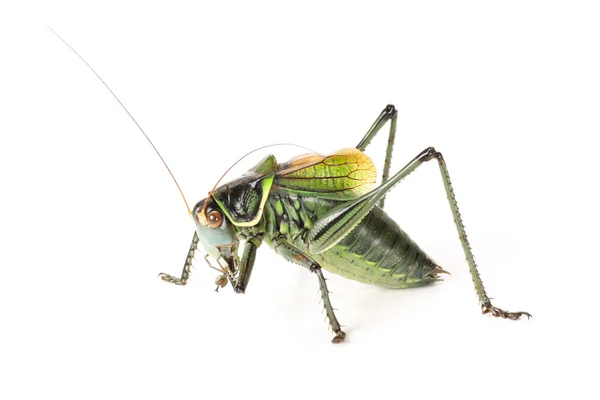 Groene sprinkhaan — Stockfoto