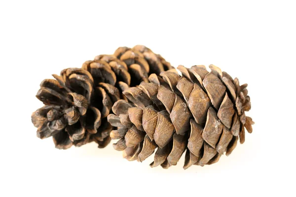 Pine cones — Stock Photo, Image