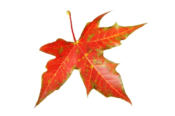 Autumn maple-leaf — Stock Photo, Image