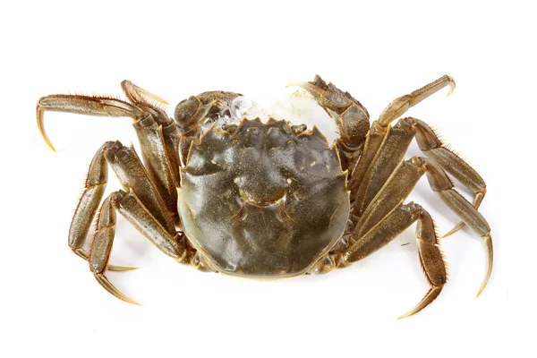 beyaz arkaplanda yengeç