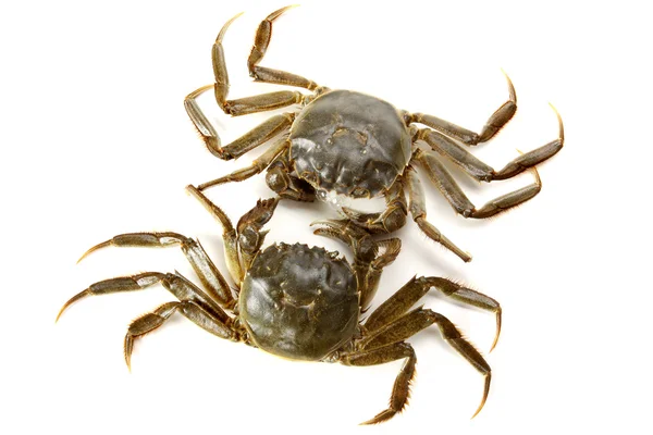 beyaz arkaplanda yengeç