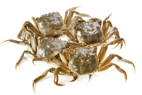 Crabe sur fond blanc — Photo