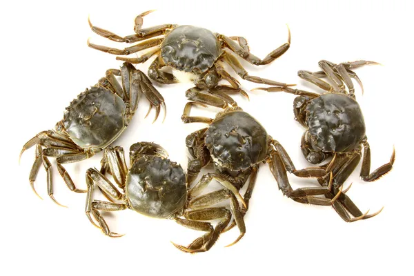 beyaz arkaplanda yengeç