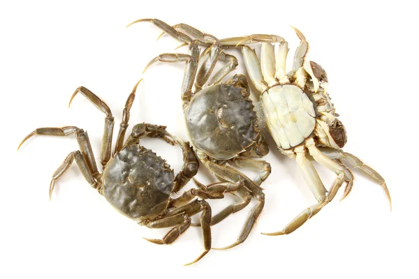 beyaz arkaplanda yengeç