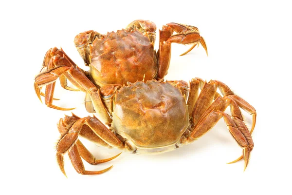 Kokt krabba — Stockfoto